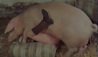 animal