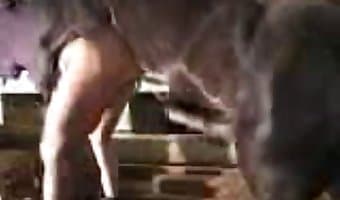 woman, animal porn xxx clips
