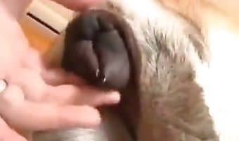Guy fucks dog